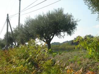 DSC09988.JPG